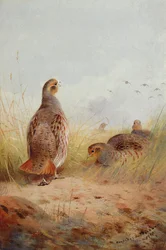 Drei englische Rebhühner, 1910